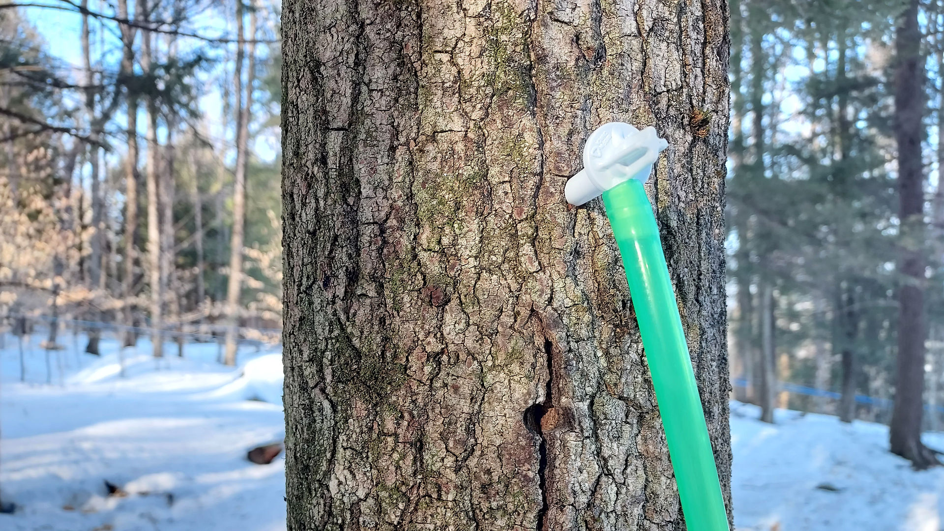 A maple tree tapped for sap collection